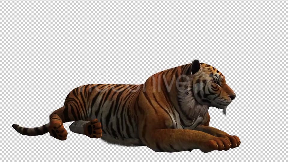 Tiger 4 Videohive 20659354 Motion Graphics Image 5