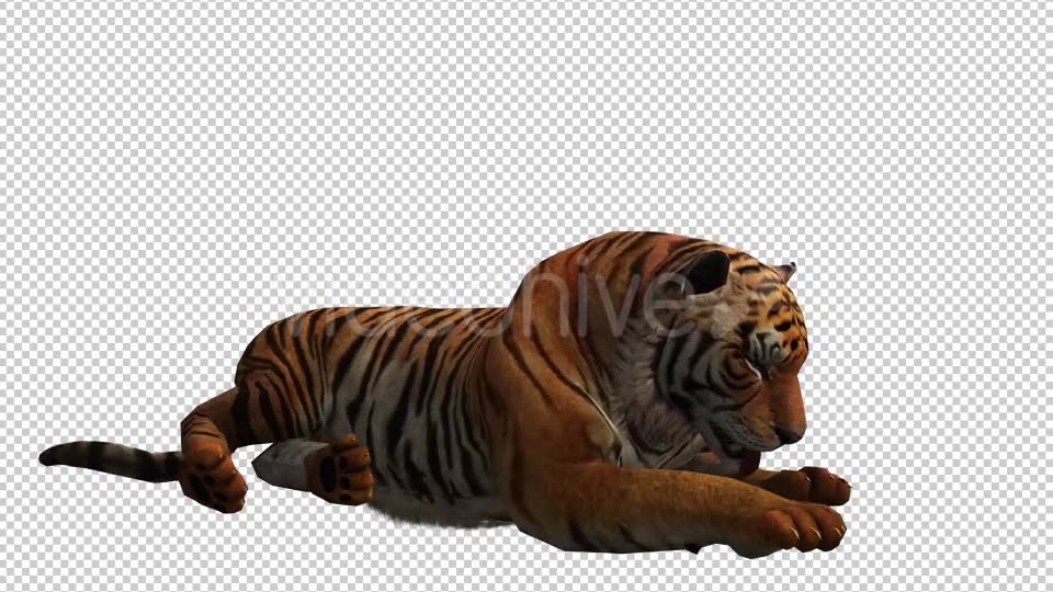 Tiger 4 Videohive 20659354 Motion Graphics Image 6