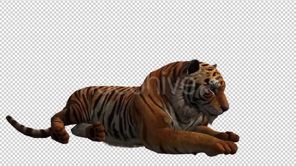 Tiger 4 Videohive 20659354 Motion Graphics Image 7