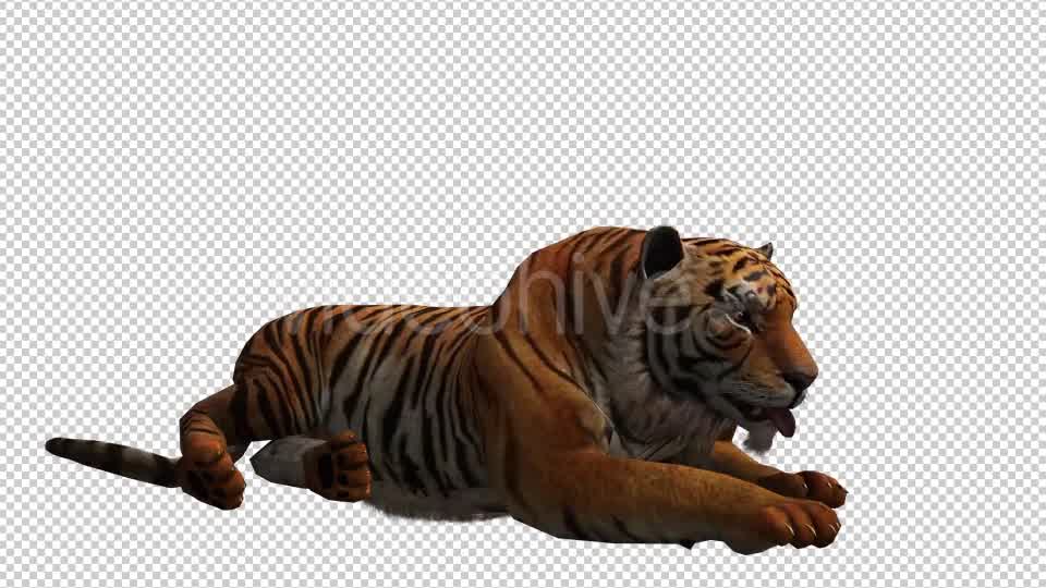 Tiger 4 Videohive 20659354 Motion Graphics Image 8