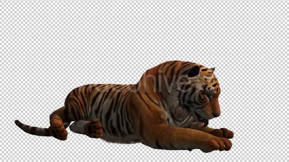 Tiger 4 Videohive 20659354 Motion Graphics Image 9