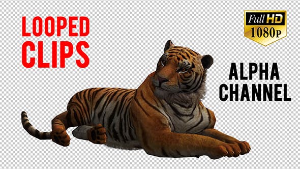 Tiger 4 - Download Videohive 20659354