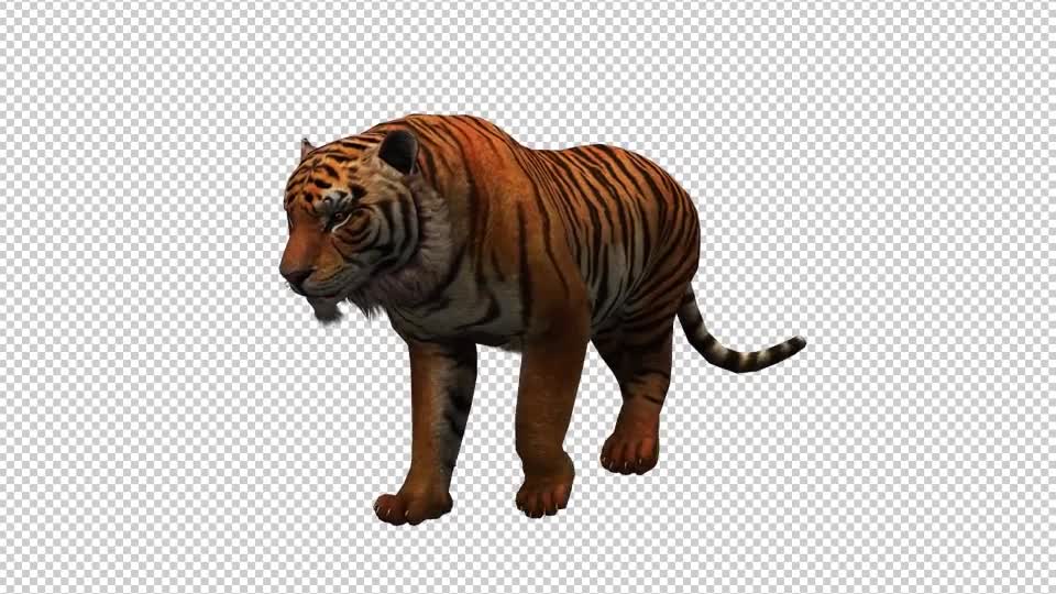Tiger 6 Videohive 20659389 Motion Graphics Image 1