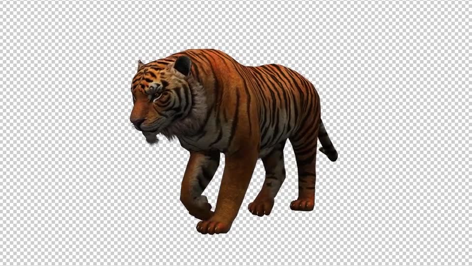 Tiger 6 Videohive 20659389 Motion Graphics Image 2