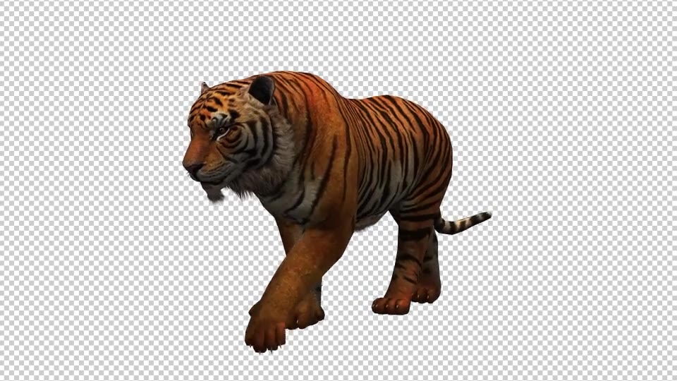 Tiger 6 Videohive 20659389 Motion Graphics Image 3