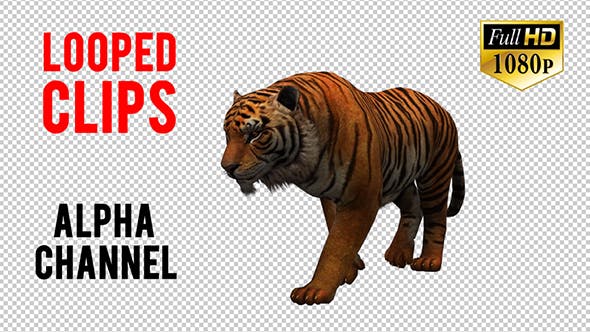 Tiger 6 - Download Videohive 20659389