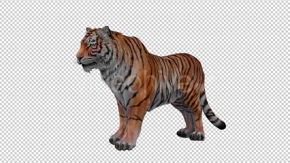 Tiger Looped 2 Videohive 20776090 Motion Graphics Image 1