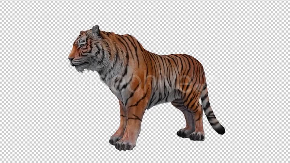 Tiger Looped 2 Videohive 20776090 Motion Graphics Image 2