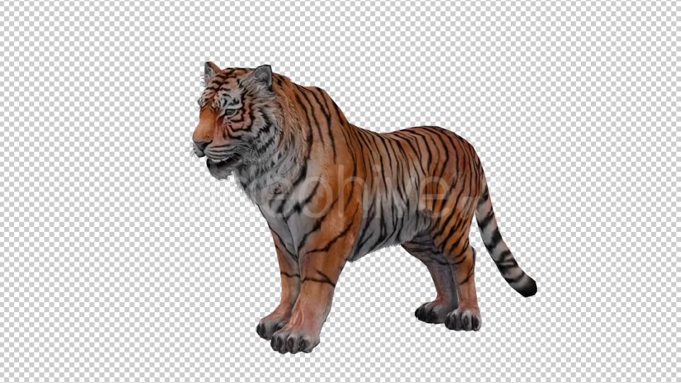 Tiger Looped 2 Videohive 20776090 Motion Graphics Image 3