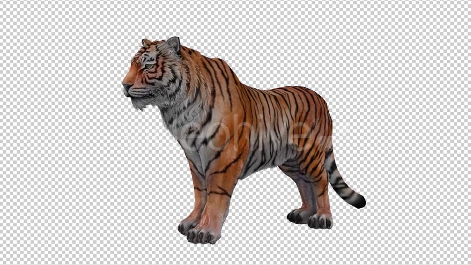 Tiger Looped 2 Videohive 20776090 Motion Graphics Image 4