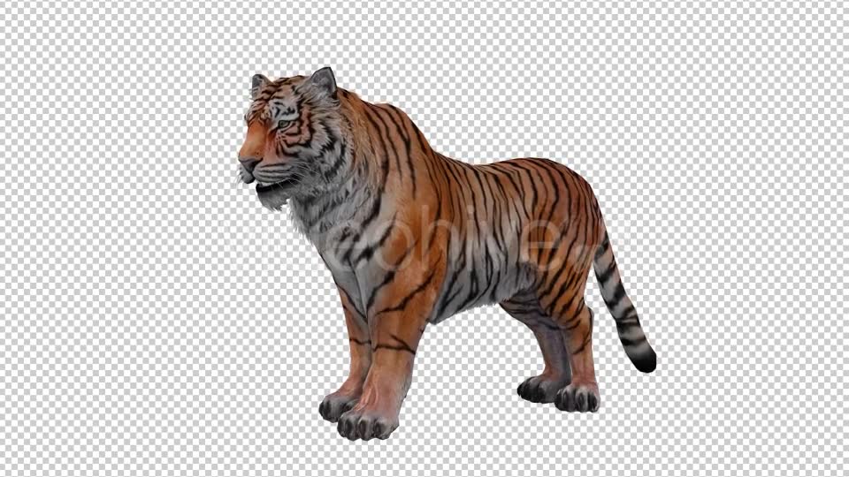 Tiger Looped 2 Videohive 20776090 Motion Graphics Image 6
