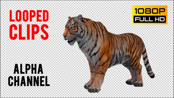 Tiger Looped 2 - Videohive Download 20776090