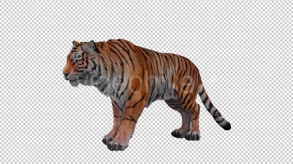 Tiger Looped Videohive 20776065 Motion Graphics Image 1