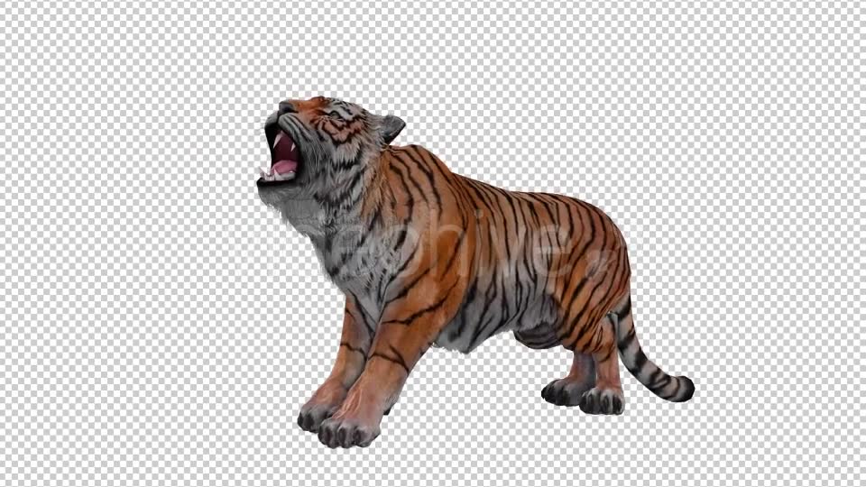 Tiger Looped Videohive 20776065 Motion Graphics Image 2
