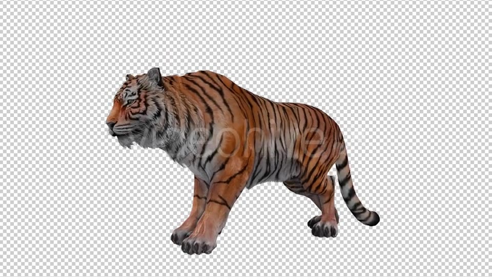 Tiger Looped Videohive 20776065 Motion Graphics Image 3