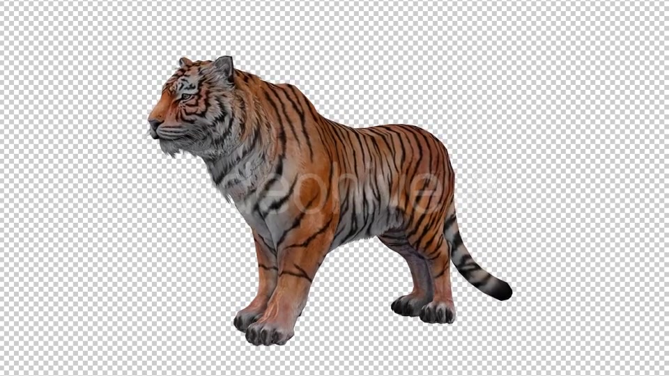 Tiger Looped Videohive 20776065 Motion Graphics Image 4