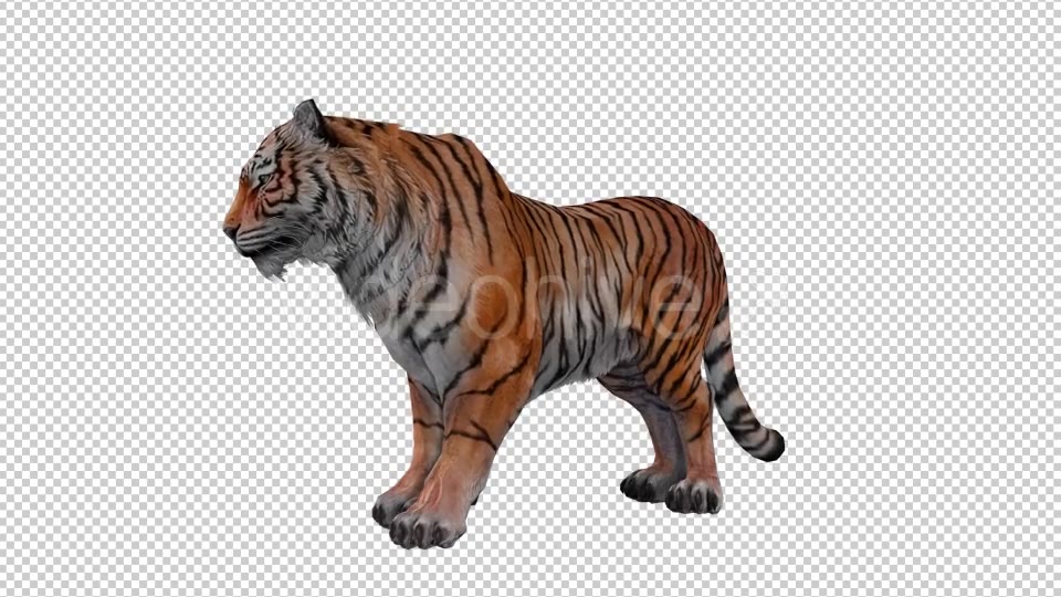 Tiger Looped Videohive 20776065 Motion Graphics Image 5