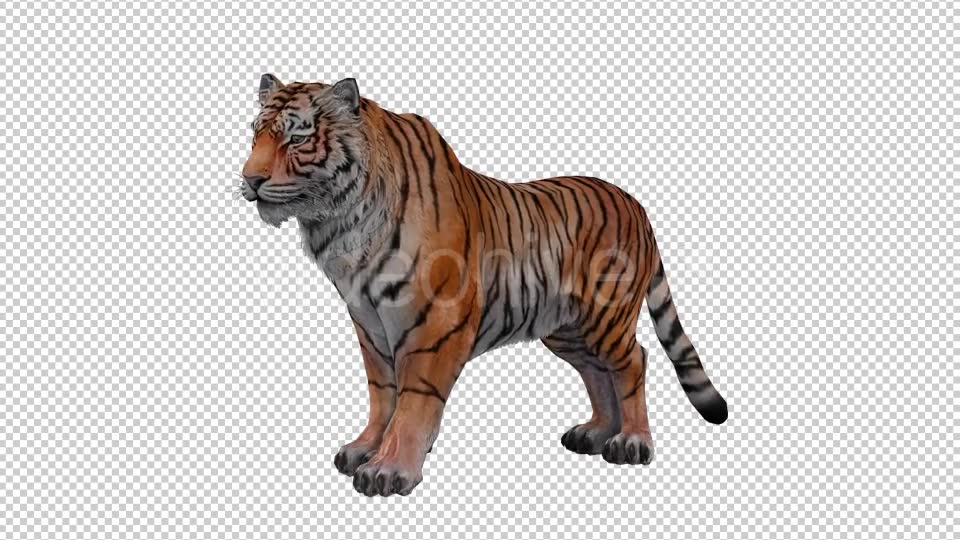 Tiger Looped Videohive 20776065 Motion Graphics Image 6
