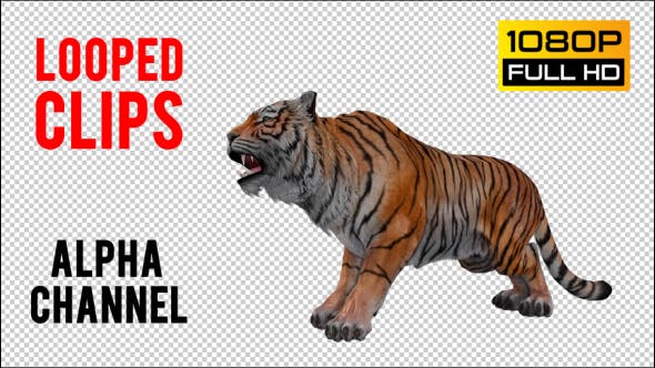 Tiger Looped - 20776065 Download Videohive