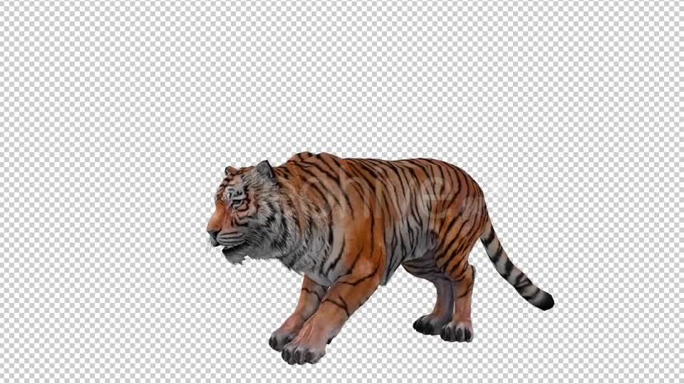 Tiger Looped 3 Videohive 20776118 Motion Graphics Image 1