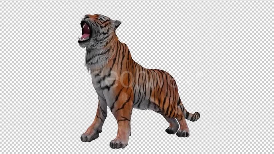 Tiger Looped 3 Videohive 20776118 Motion Graphics Image 2