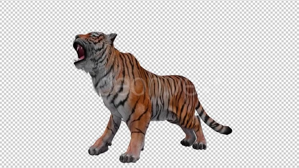 Tiger Looped 3 Videohive 20776118 Motion Graphics Image 3