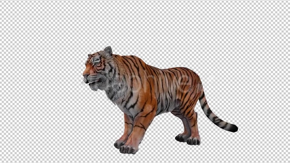 Tiger Looped 3 Videohive 20776118 Motion Graphics Image 4