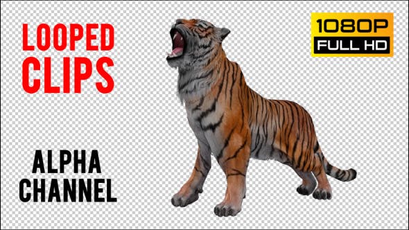 Tiger Looped 3 - 20776118 Download Videohive