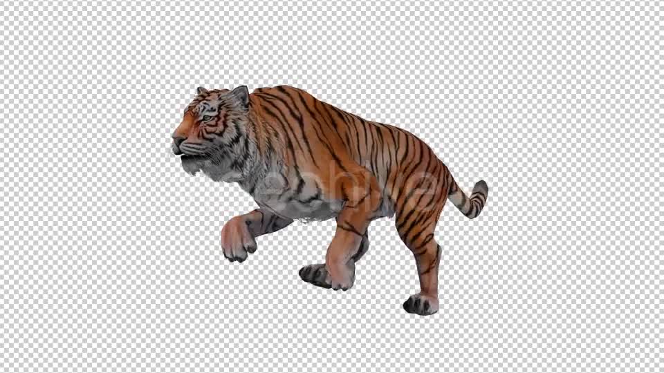 Tiger Looped 4 Videohive 20776154 Motion Graphics Image 1