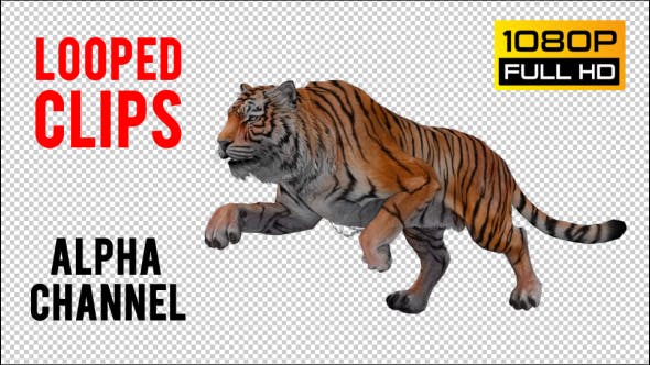 Tiger Looped 4 - Videohive Download 20776154