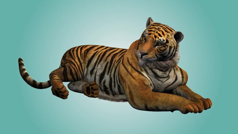 Tiger Relaxing 01 Videohive 19985627 Motion Graphics Image 2