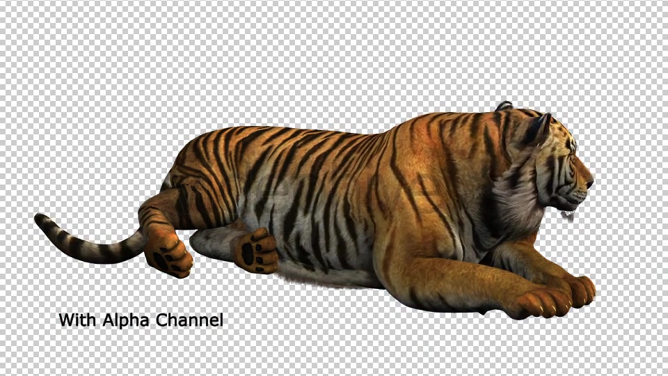 Tiger Relaxing 01 Videohive 19985627 Motion Graphics Image 3