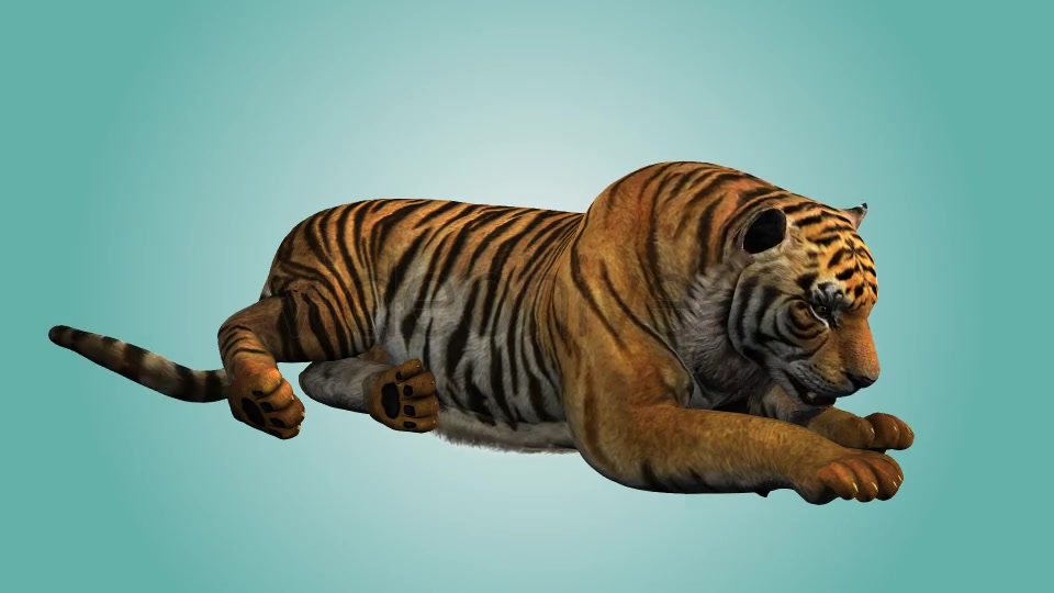 Tiger Relaxing 01 Videohive 19985627 Motion Graphics Image 4