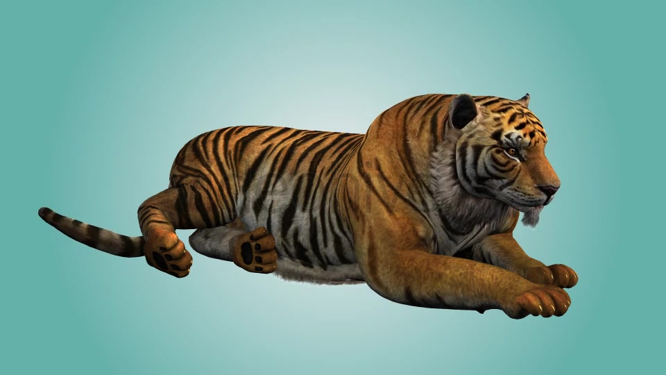 Tiger Relaxing 01 Videohive 19985627 Motion Graphics Image 5