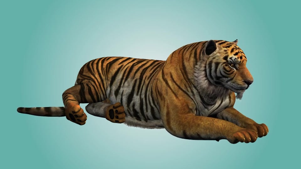 Tiger Relaxing 01 Videohive 19985627 Motion Graphics Image 6