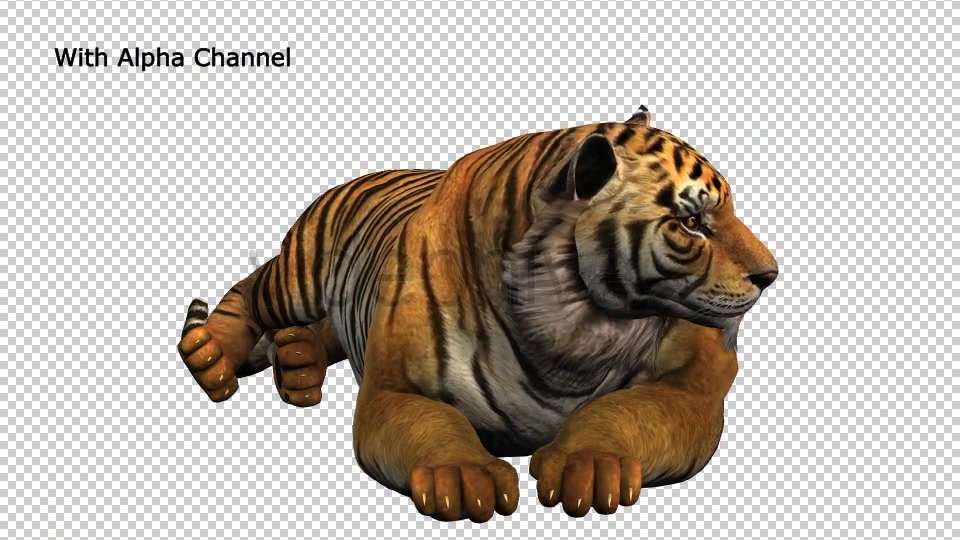 Tiger Relaxing 02 Videohive 19985650 Motion Graphics Image 3