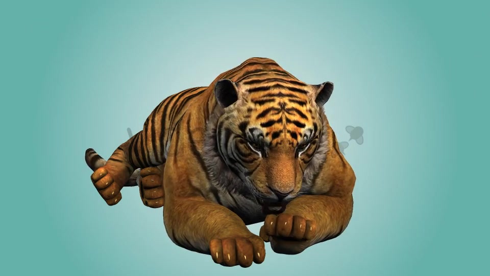 Tiger Relaxing 02 Videohive 19985650 Motion Graphics Image 4