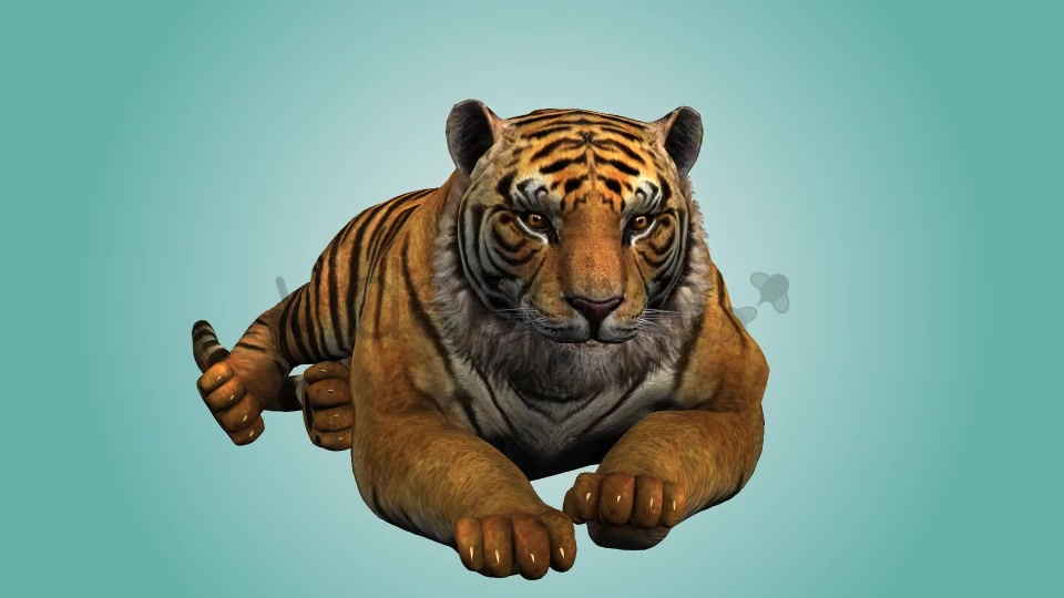 Tiger Relaxing 02 Videohive 19985650 Motion Graphics Image 5