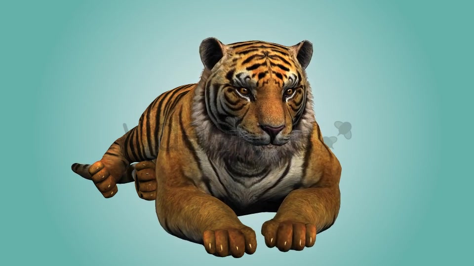 Tiger Relaxing 02 Videohive 19985650 Motion Graphics Image 6