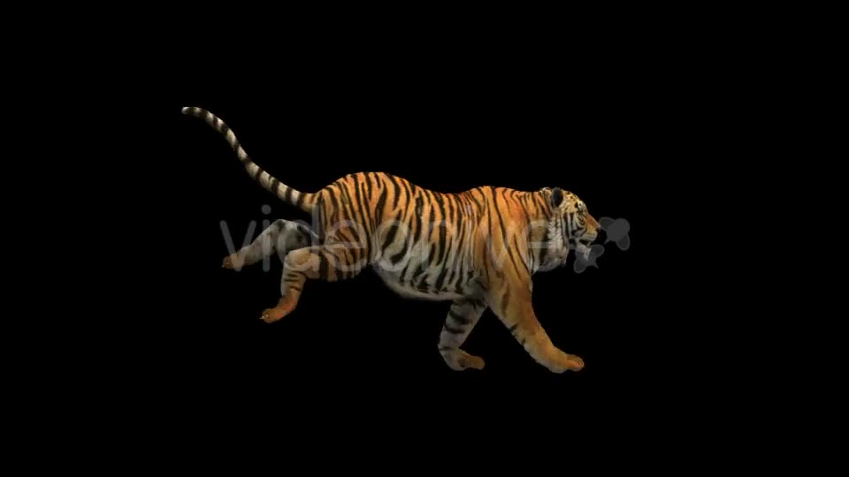 Tiger Run Videohive 21180553 Motion Graphics Image 2