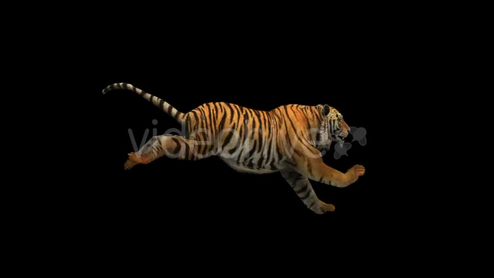 Tiger Run Videohive 21180553 Motion Graphics Image 3