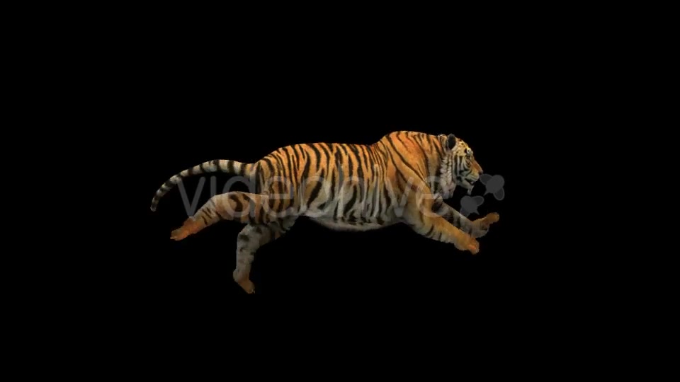 Tiger Run Videohive 21180553 Motion Graphics Image 4