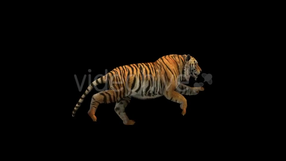 Tiger Run Videohive 21180553 Motion Graphics Image 5