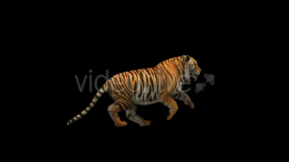 Tiger Run Videohive 21180553 Motion Graphics Image 6