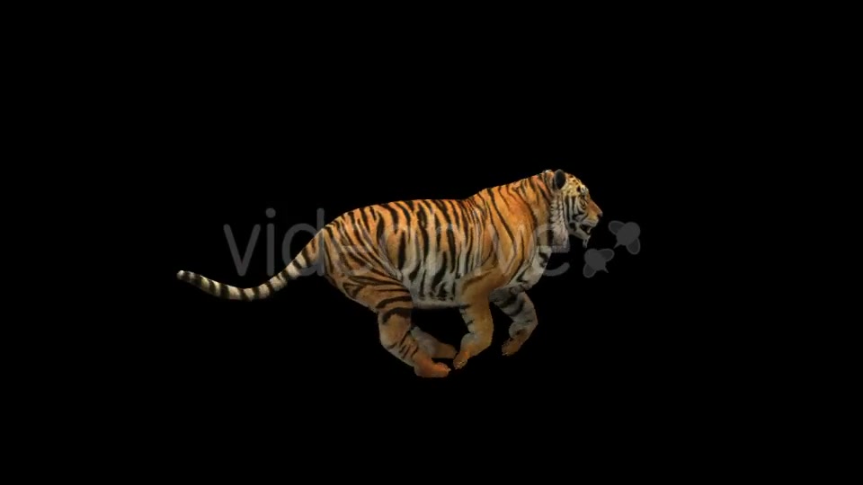 Tiger Run Videohive 21180553 Motion Graphics Image 7