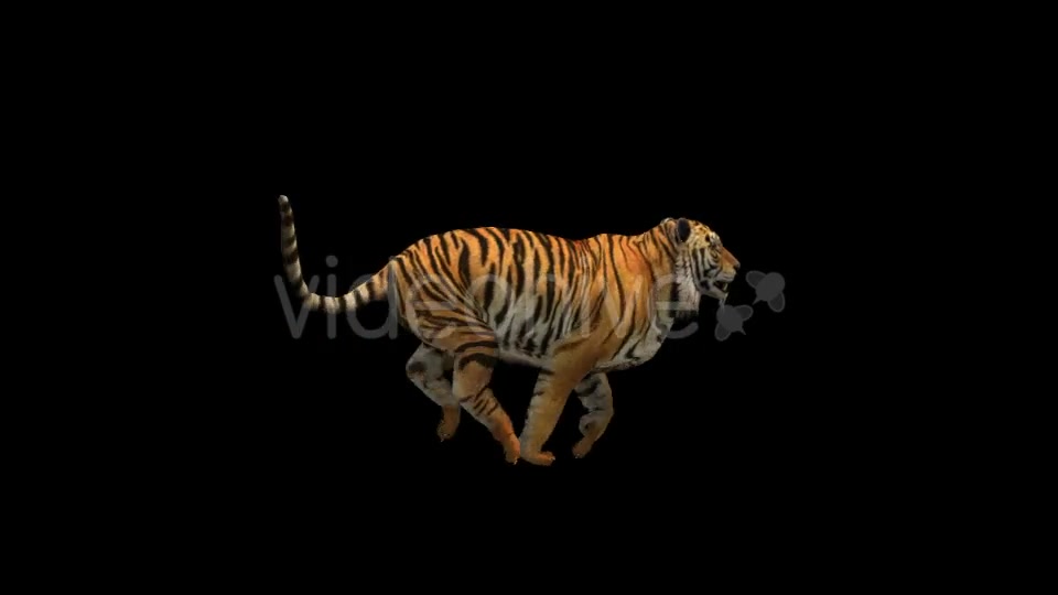 Tiger Run Videohive 21180553 Motion Graphics Image 8