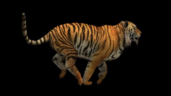 Tiger Run - Videohive Download 21180553