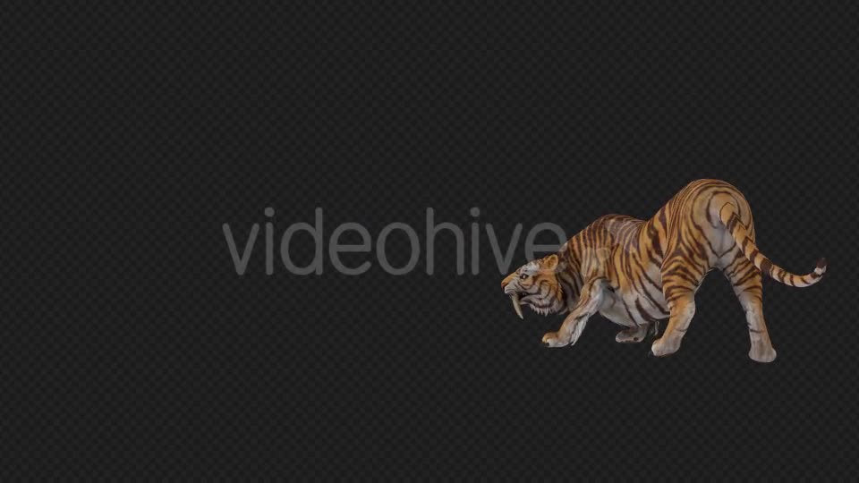 Tiger Runaway Pack Videohive 19545727 Motion Graphics Image 1