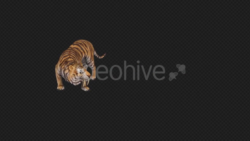 Tiger Runaway Pack Videohive 19545727 Motion Graphics Image 2