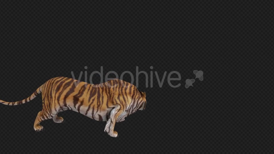 Tiger Runaway Pack Videohive 19545727 Motion Graphics Image 3